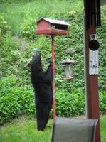 Trail Advisory: Bears near Creighton