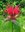 beebalm.jpg