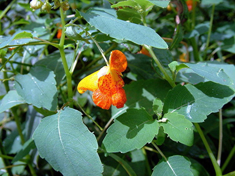 impatiens.jpg