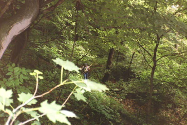 Spring rains brought heavy vegetation