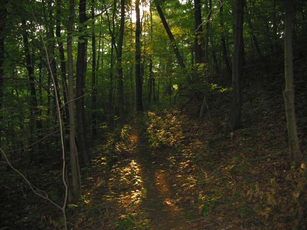 Morning sun streams through the trees